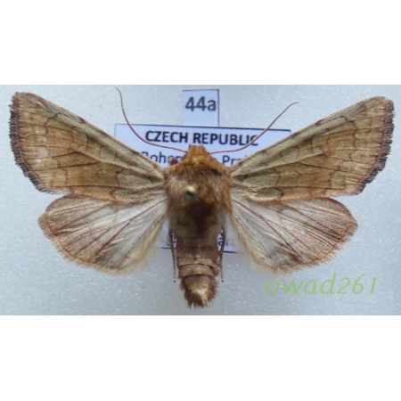 Sideridis lampra (Schawerda, 1913) Czech44a